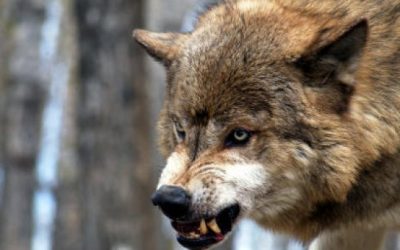 Volkovi sistema in ovce v njihovih krempljih?